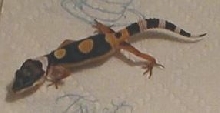 Jak1