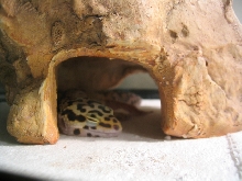Jak Sleeping