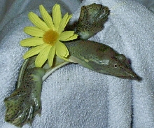 J.P. with flower (spring is coming)