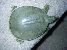 My softshell
