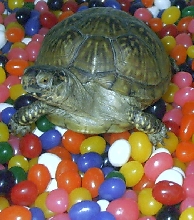 Timmy in Jelly Beans