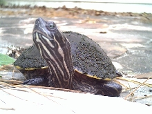 Basking turtle