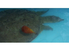 Soft-shelled Turtle in Shallow Water