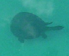 A small photo of soft-shelled turtle swimming in about 4 feet of water