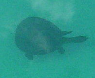 A small photo of soft-shelled turtle swimming in about 4 feet of water