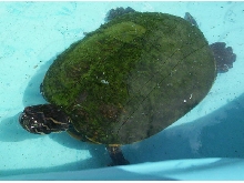 Kelly in Pool