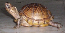 Timmy the Box Turtle