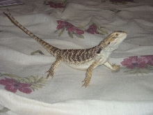 Sam 2