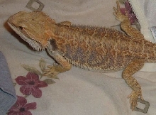 Sam at 5 months old