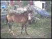 buckshot