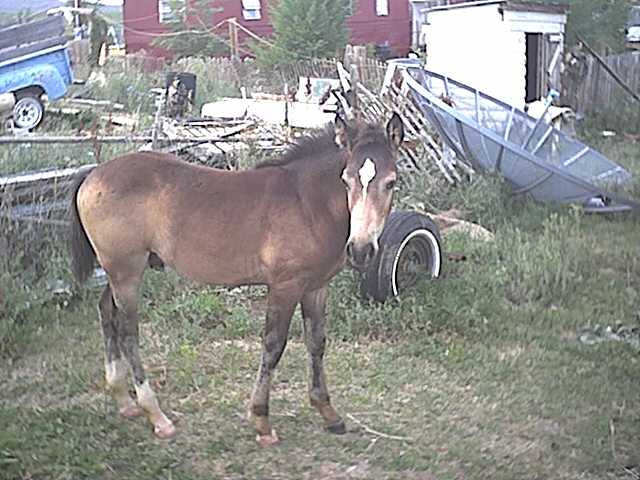 buckshot