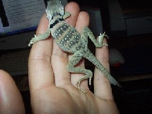 female collard back