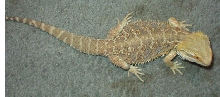 Bearded Dragon