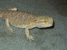 Bearded Dragon close up