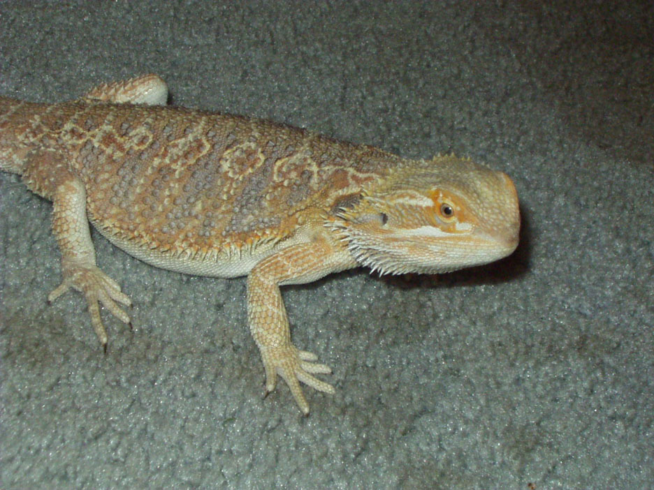 Bearded Dragon close up