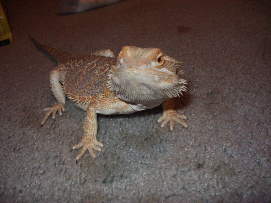 Bearded Dragon close up 2
