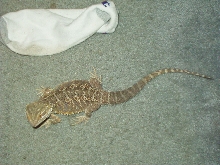 Bearded Dragon size compared