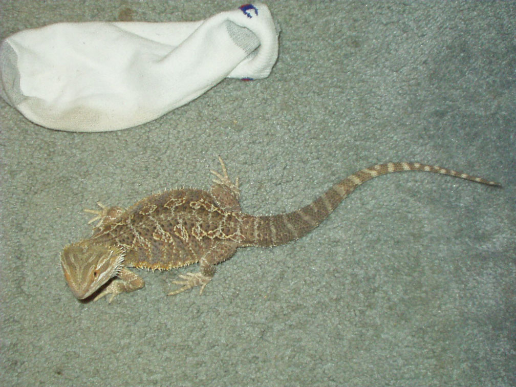 Bearded Dragon size compared