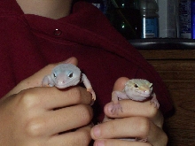 morrison and albey