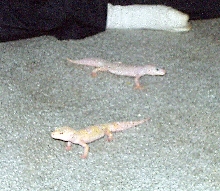 morrison and albey on floor