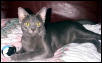 korat Cat Nebraska, 5 months old