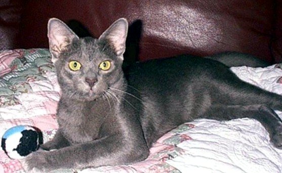 korat Cat Nebraska, 5 months old
