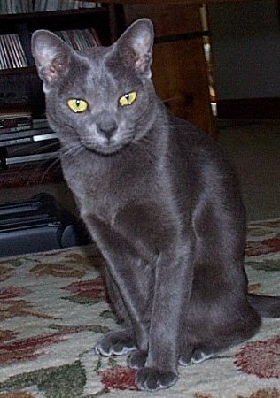 My Yogi One Kanobie