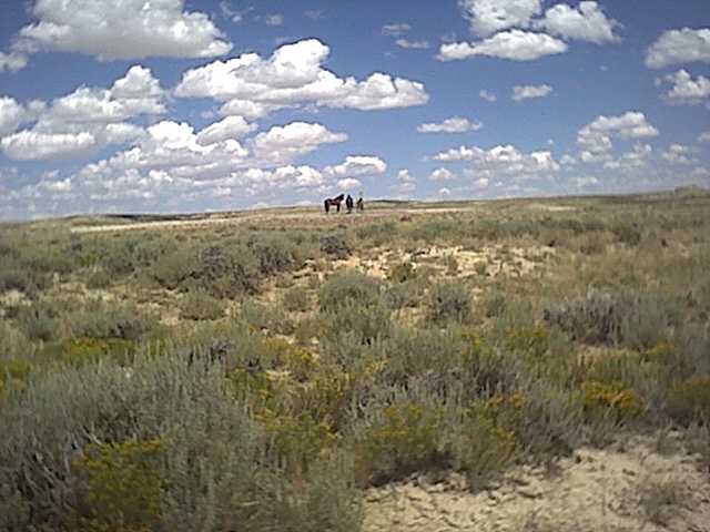 wild mustangs