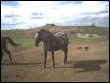 my sisters appy
