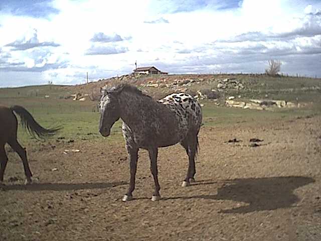 my sisters appy