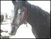 Grey at adoption.