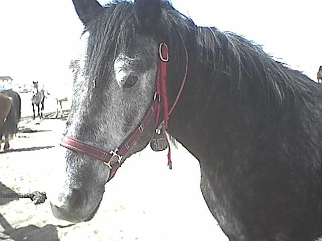 Grey at adoption.