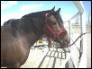 Bay at adoption look at that neck!
