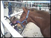 Justin and filly at wild horse adoption