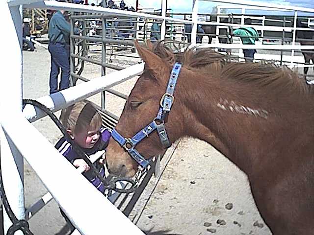 Justin and filly at wild horse adoption