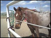 Red Roan at adoption