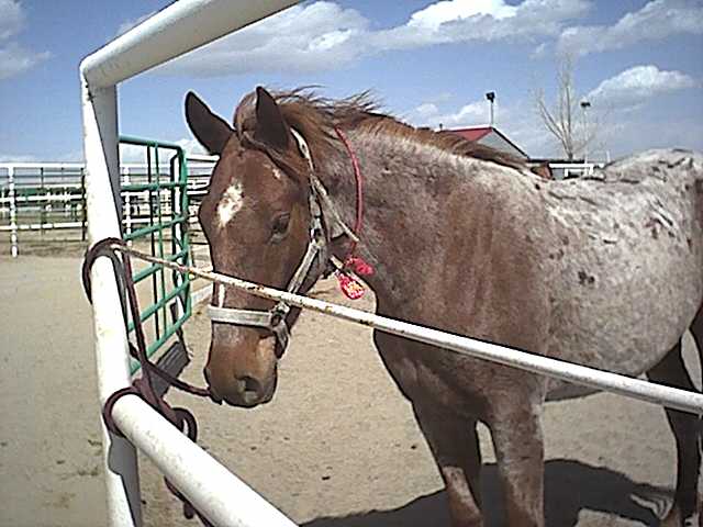 Red Roan at adoption