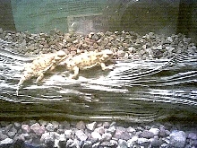 my horned toads