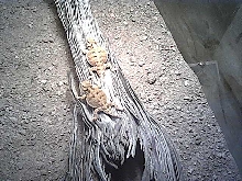 horned lizards