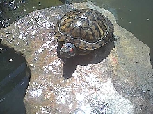 female turtle