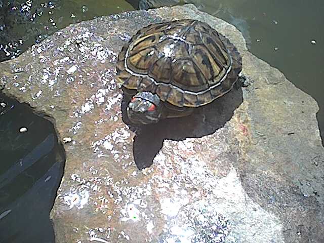 female turtle