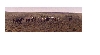 Red Desert Mustangs
