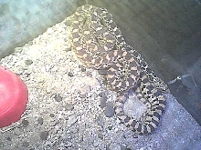 new bull snake