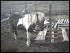 Stardust( mini horse)