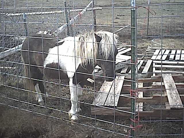 Stardust( mini horse)