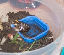 Help! What am I?