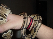 ball python