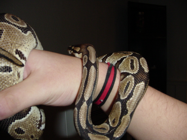 ball python