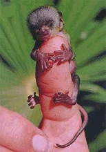 small primate