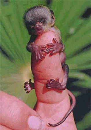 small primate